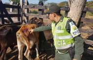 La Polfa incautó ganado de contrabando en el Cesar