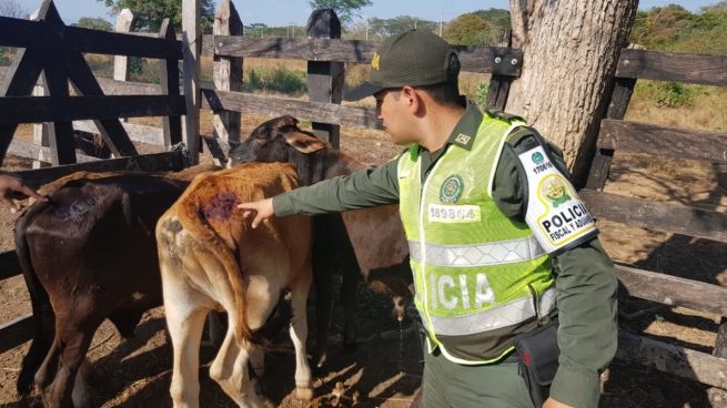 La Polfa incautó ganado de contrabando en el Cesar