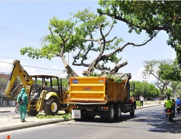 Arbolado en Valledupar es intervenido