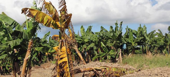 El ICA continúa combatiendo el Fusarium R4T