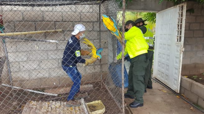 En área rural de Valledupar rescatan fauna silvestre