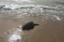 Liberadas dos tortugas marinas en Manaure (La Guajira)