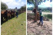 La vacunación de 150 équidos contra la EEV, protege la salud animal en La Guajira