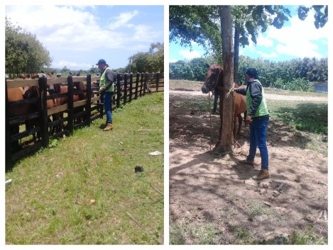 La vacunación de 150 équidos contra la EEV, protege la salud animal en La Guajira