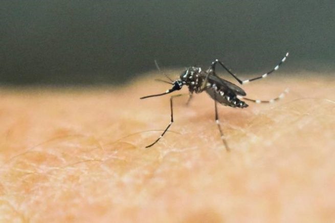 El llamado para evitar propagación del dengue en Colombia