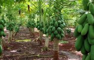 Papaya colombiana rumbo a Perú