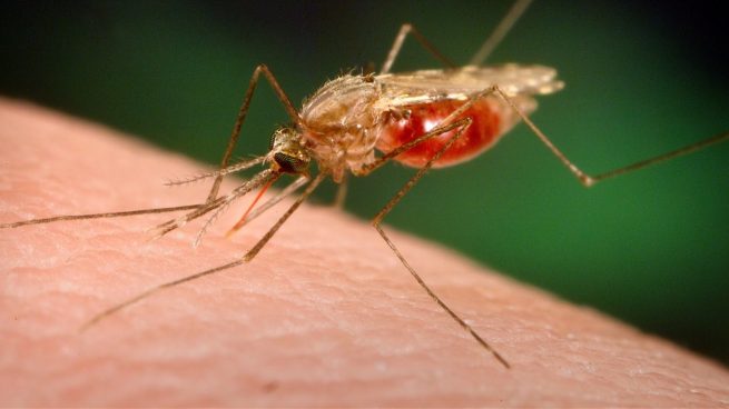 Colombia continúa su lucha contra la malaria