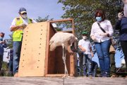 256 individuos fueron liberados en reserva natural de Drummond