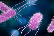 ¿Cómo actúan las bacterias?