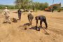 En Buenavista (La Guajira), Ejercito Nacional plantó 450 árboles