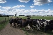 Colombia podrá exportar cálculos biliares bovinos a Paraguay