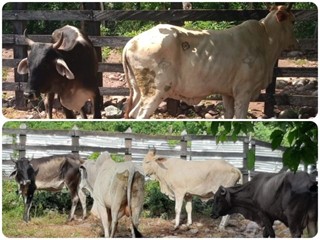 El ICA continúa protegiendo la sanidad pecuaria del Cesar