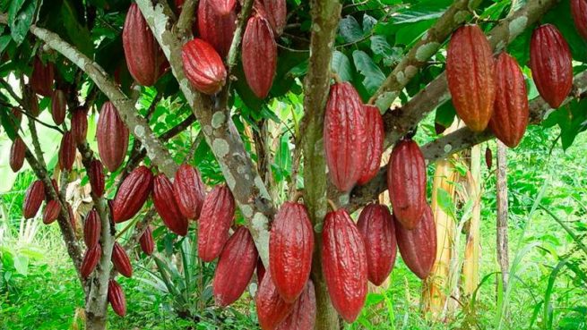 Minagricultura lanzó programa de renovación de cacao