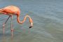 Liberan tres flamencos en La Guajira rescatados en Bogotá