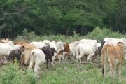 El ICA modificó las medidas establecidas para la actividad ganadera en los Parques Nacionales Naturales