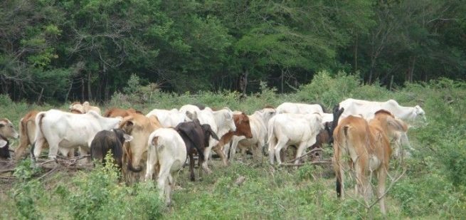 El ICA modificó las medidas establecidas para la actividad ganadera en los Parques Nacionales Naturales