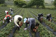 Ampliado periodo de inscripciones para acceder a reintegro del 20 % en compras de insumos agropecuarios