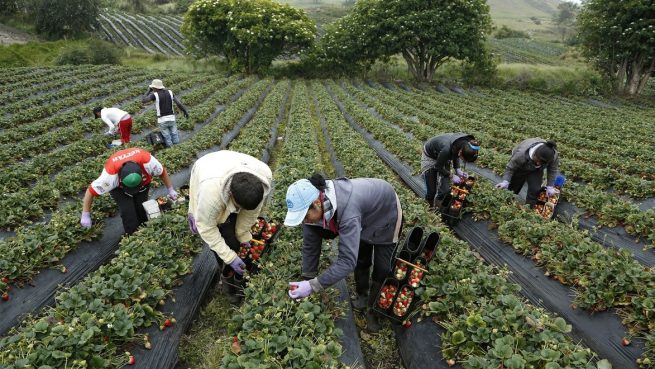 Ampliado periodo de inscripciones para acceder a reintegro del 20 % en compras de insumos agropecuarios