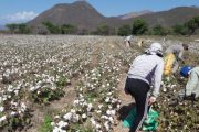 Así vigilan los cultivos de algodón de La Guajira