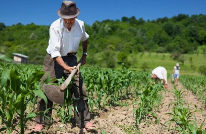 CampeSENA certificará la experiencia de 20.000 campesinas y campesinos