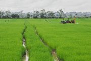 Avanza diálogo entre el MinAgricultura y los arroceros