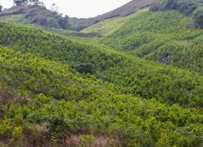 Campesinos que abandonen cultivos ilícitos recibirán subsidio temporal