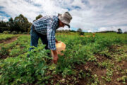 A los campesinos se les reducirán saldos de sus créditos a través del ICR