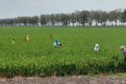 MinAgricultura se pronuncia sobre presuntos casos de extorsión y secuestro de los que habrían sido víctimas productoras de arroz