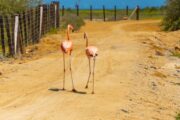 18 flamencos rosados fueron liberados en La Guajira