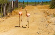 18 flamencos rosados fueron liberados en La Guajira