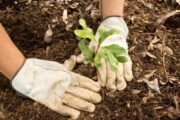 Más de 75 mil árboles plantarán en La Guajira