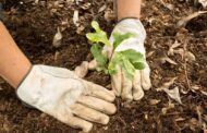 Más de 75 mil árboles plantarán en La Guajira