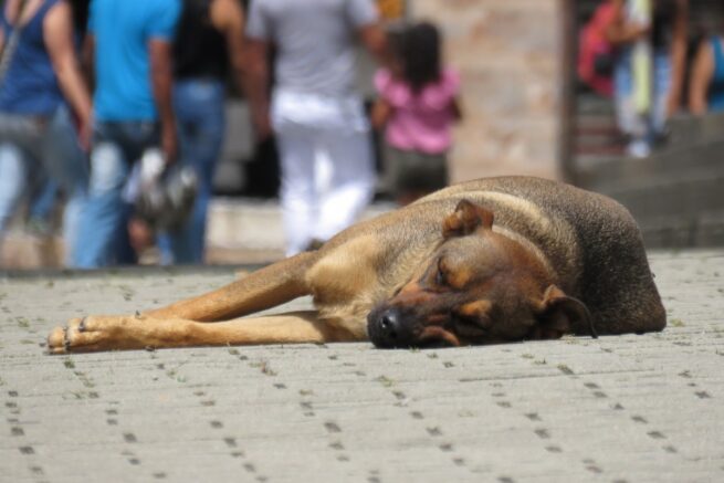 Autoridades administrativas del país a cumplir sentencia que impide el maltrato animal