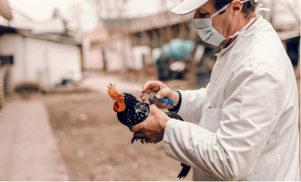 La FAO prevé una nueva crisis de gripe aviar en 2024