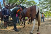 Propietarios de vehículos de tracción animal en Valledupar, fueron sensibilizados