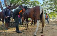 Propietarios de vehículos de tracción animal en Valledupar, fueron sensibilizados