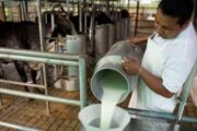 Mediante subastas públicas, buscan reducir altos inventarios de leche e impulsar la compra a productores nacionales