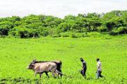 Gobierno firma decreto clave para la industrialización del campo