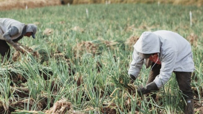 MinAgricultura y Finagro lanzan nueva línea de crédito