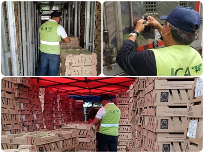 Colombia ha exportado cuatro millones de pollitos de engorde y postura a Venezuela