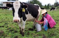 Hay voluntad del Consejo Nacional Lácteo para fortalecer el consumo de leche en Colombia