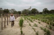 La Guajira contará con 79.961 hectáreas protegidas para usar exclusivamente en el sector agropecuario