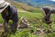 Mirar al Campo: ADR y Colombia Compra Eficiente dinamizarán la economía popular campesina