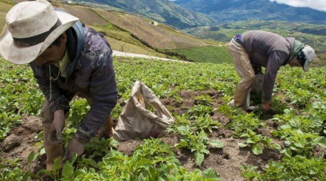 Mirar al Campo: ADR y Colombia Compra Eficiente dinamizarán la economía popular campesina