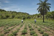 Convenio del Gobierno con Fedegán sobre compra de tierras muestra muy bajos resultados: Vicecontralor