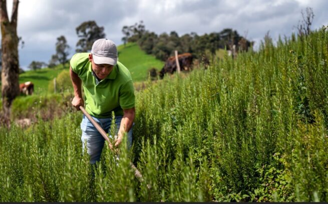 BanAgrario dispone de $ 12 billones para apoyar con crédito a emprendedores del agro y la economía popular en 2025