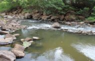 A través de convenio internacional, restaurarán ecosistema de manglar en el DRMI del río Ranchería