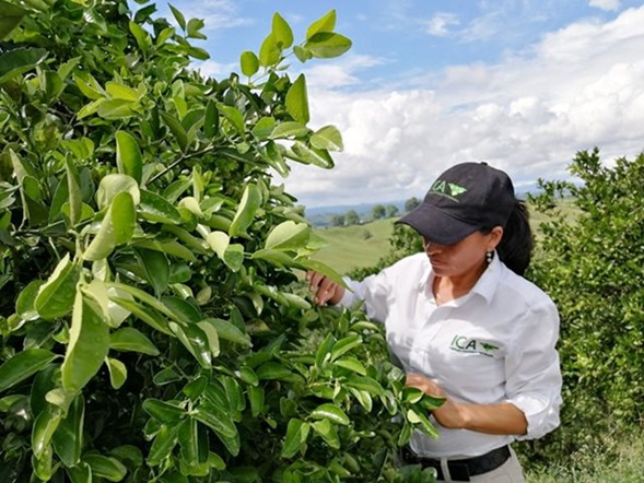 ICA refuerza medidas fitosanitarias, ante la detección de la bacteria Xylella fastidiosa